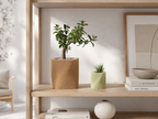 Corda – Plantepotte