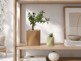 Corda – Plantepotte